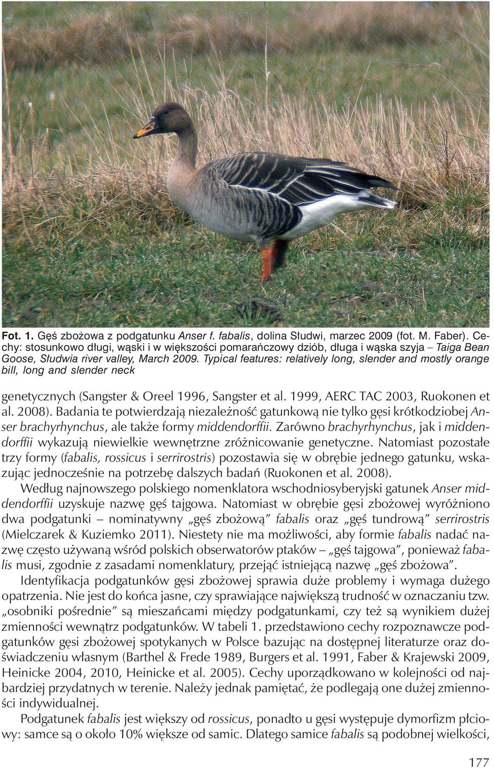 Typical features: relatively long, slender and mostly orange bill, long and slender neck genetycznych (Sangster & Oreel 1996, Sangster et al. 1999, AERC TAC 2003, Ruokonen et al. 2008).