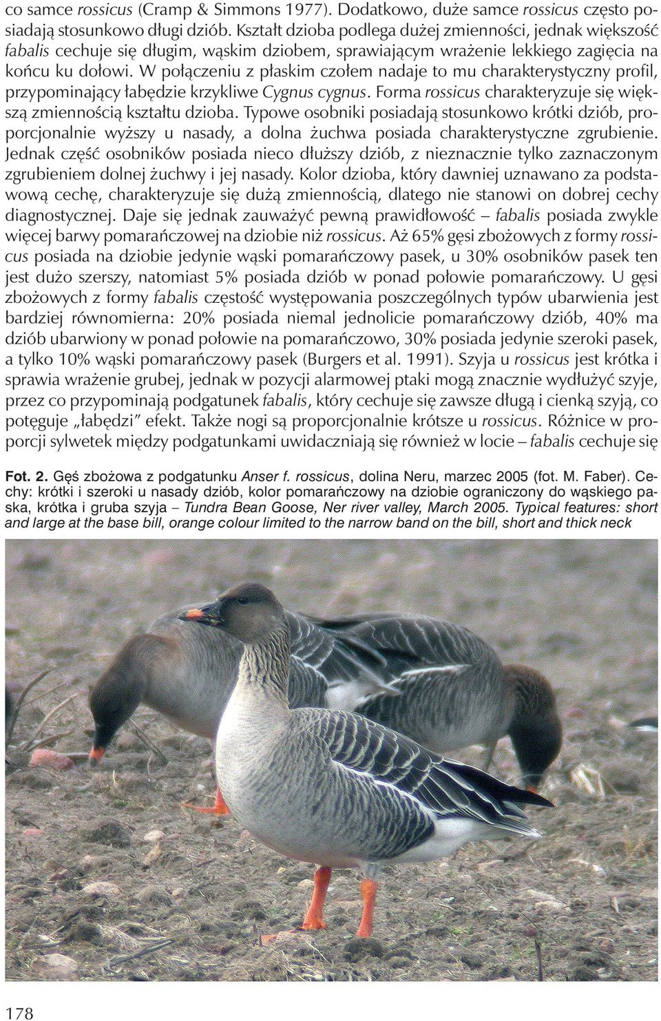 W połączeniu z płaskim czołem nadaje to mu charakterystyczny profil, przypominający łabędzie krzykliwe Cygnus cygnus. Forma rossicus charakteryzuje się większą zmiennością kształtu dzioba.