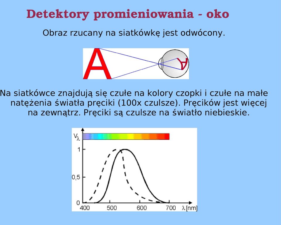 Na siatkówce znajdują się czułe na kolory czopki i czułe na