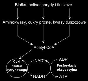 Uproszczony schemat katabolizmu białek, węglowodanów oraz tłuszczów To reakcja egzoenergetyczna, w której następuje uwolnienie energii oraz rozkład lub utlenianie złożonych związków organicznych do