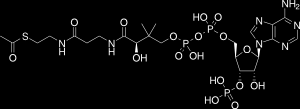 C 6 H 12 O 6 + 6O 2 6CO 2 + 6H 2 O + energia (ATP) Koenzym A Acetylo-CoA Wyróżniamy cztery etapy utleniania glukozy: 1.