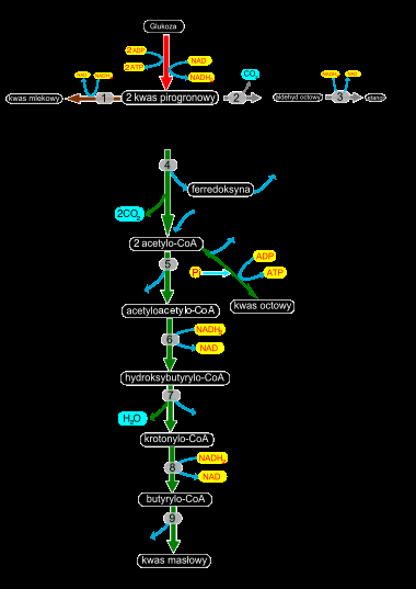 Fermentacje: mlekowa (strzałki brązowe), alkoholowa (strzałki szare) i masłowa (strzałki zielone), 1 dehydrogenaza mleczanowa, 2 dekarboksylaza pirogronianowa, 3 dehydrogenaza alkoholowa, 4