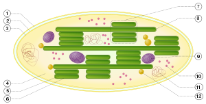 Chloroplast z komórki Anemone sp.