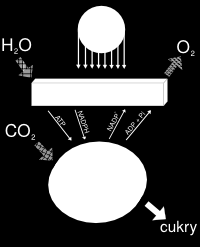 Wiązanie energii słonecznej to proces stosunkowo podobny do fosforylacji oksydacyjnej, jako że w jego toku powstaje gradient stężenia protonów, których przepływ przez syntazę ATP powoduje wytwarzanie