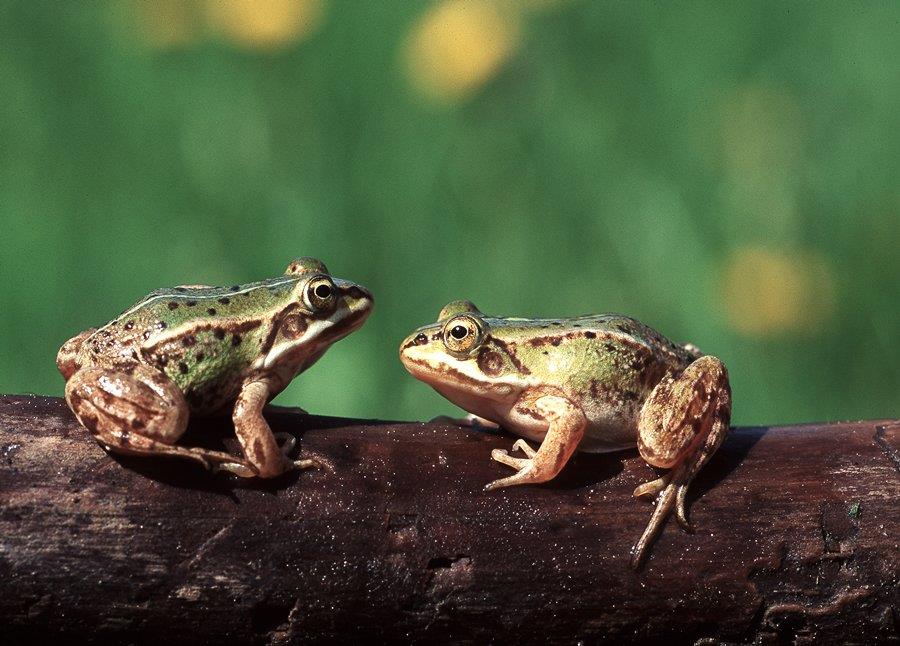 Naukowa nazwa płazów Amphibia (z greki amphi podwójny, bios