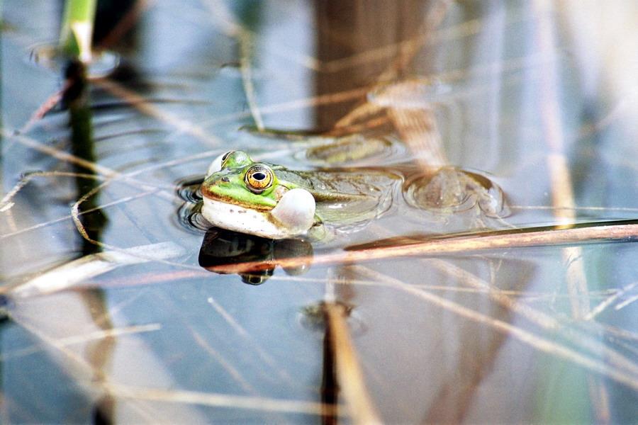 Żaba jeziorkowa najczęściej