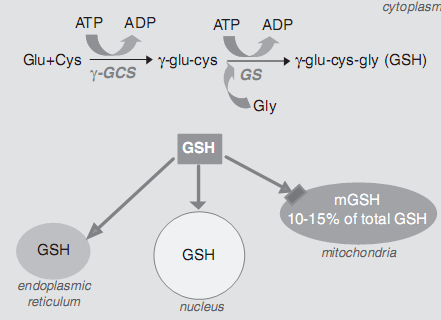 Glutation w komórce - GSH syntetyzowany jest w cytoplaźmie, w dwustopniowej reakcji przebiegającej z udziałem zależnych od ATP enzymów: syntetazy γ-glutamylocysteinylowej [γsgc] oraz syntetazy
