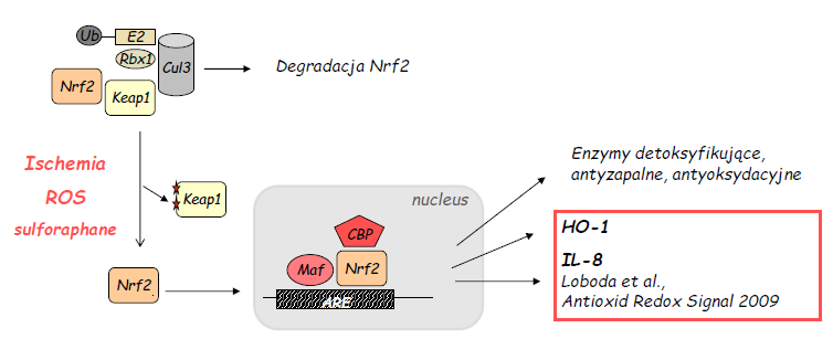 Glutation i Nrf2 W 2002 roku odkryto, że Nrf2, główny regulator genów zaangażowanych w odtruwanie organizmu bierze udział w regulacji ekspresji również