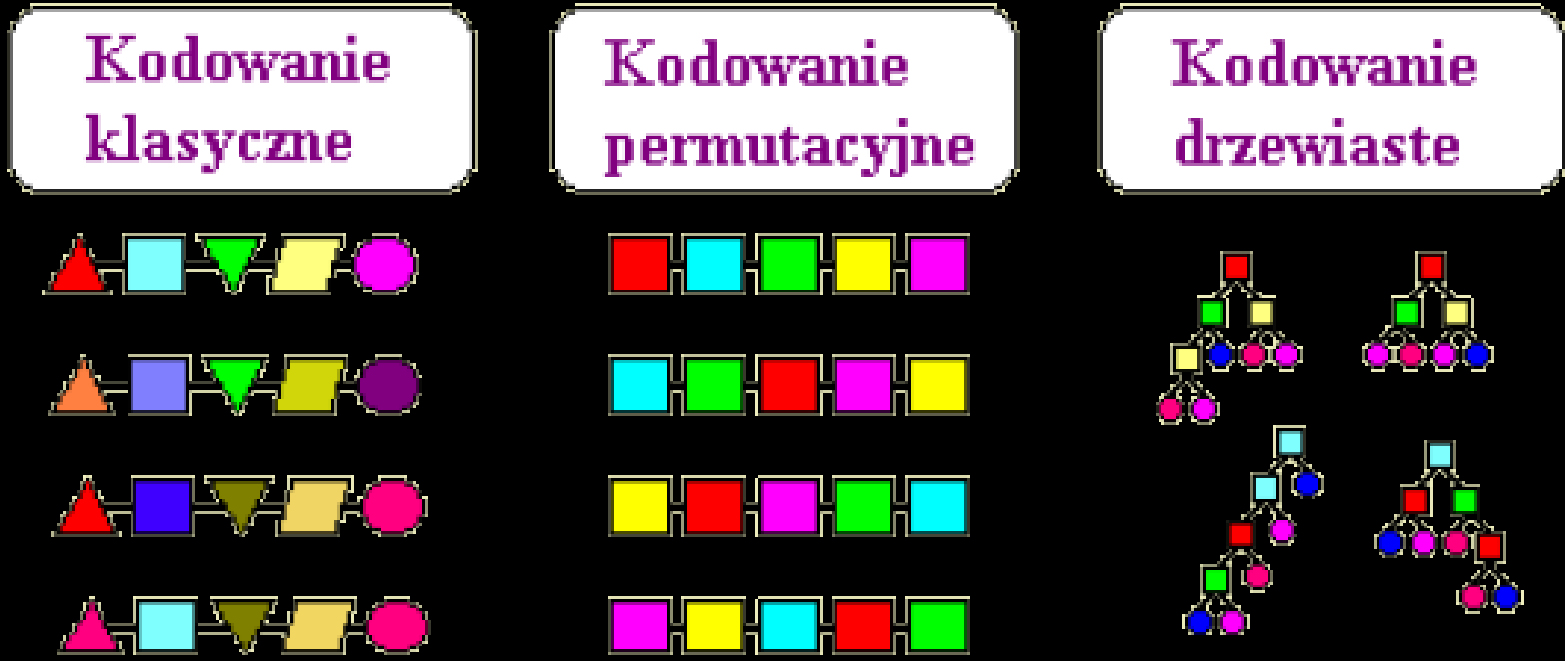 Permutacyjny - geny przechowują podobne informacje, np. każdy gen to miasto na trasie komiwojażera. W wyniku krzyżowania nie zmieniają się wartości, lecz miejsca genów w chromosomie.