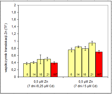 współczynnik translokacji Zn (TF) * Fig. 27. Stosunek stężenia Zn pomiędzy pędem a korzeniem w roślinach typu dzikiego (WT) oraz z ekspresją AtHMA4-C (linie nr 6, 14, 16, 21).