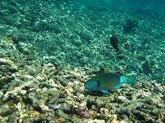 NURKOWANIE PRZY WYSPIE KOKOSOWEJ Wyspa Kokosowa to obok Galapagos i Malpelo najbardziej znane i spektakularne miejsce spotkań dużych ryb.