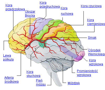 Mózgowie