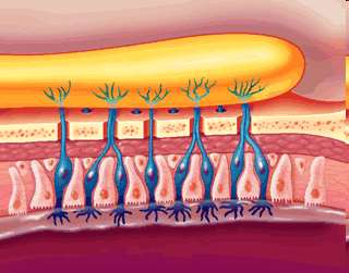 Receptory węchowe Nabłonek węchowy u człowieka Komórki receptorowe układu węchowego znajdują się w nabłonku jamy nosowej.