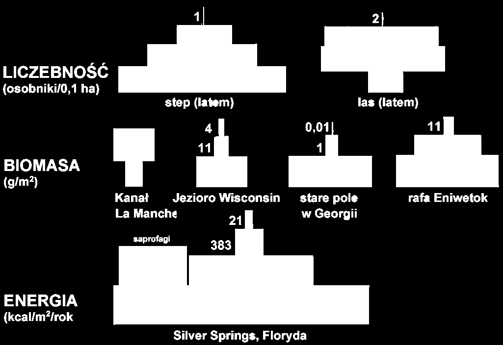 PIRAMIDA pokarmowa piramidy pokarmowe różne miarami produkcja biologiczna (przyrost biomasy w czasie) zmniejsza się w kolejnych piętrach