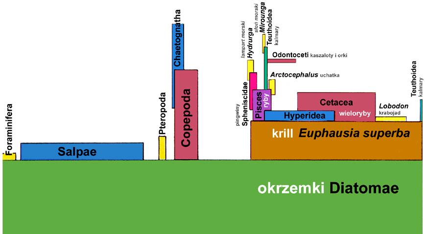 szacunkowa piramida pokarmowa pelagialu antarktycznego (z pominięciem bakterii i wiciowców) PRZEPŁYW materii żywej produkcja ~ 150 Mt C/rok biomasa ~ 350 Mt, 50 mg/m 3 tylko niewielka część zasobów