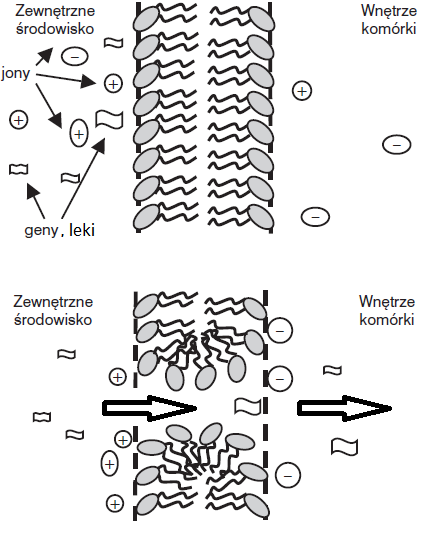 Nanoknife (IRE, Irreversible Electroporation). Rys. 3.
