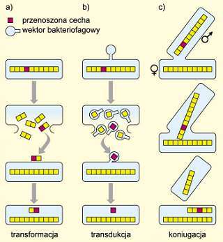 Schemat trzech głównych mechanizmów wymiany informacji genetycznej między bakteriami.