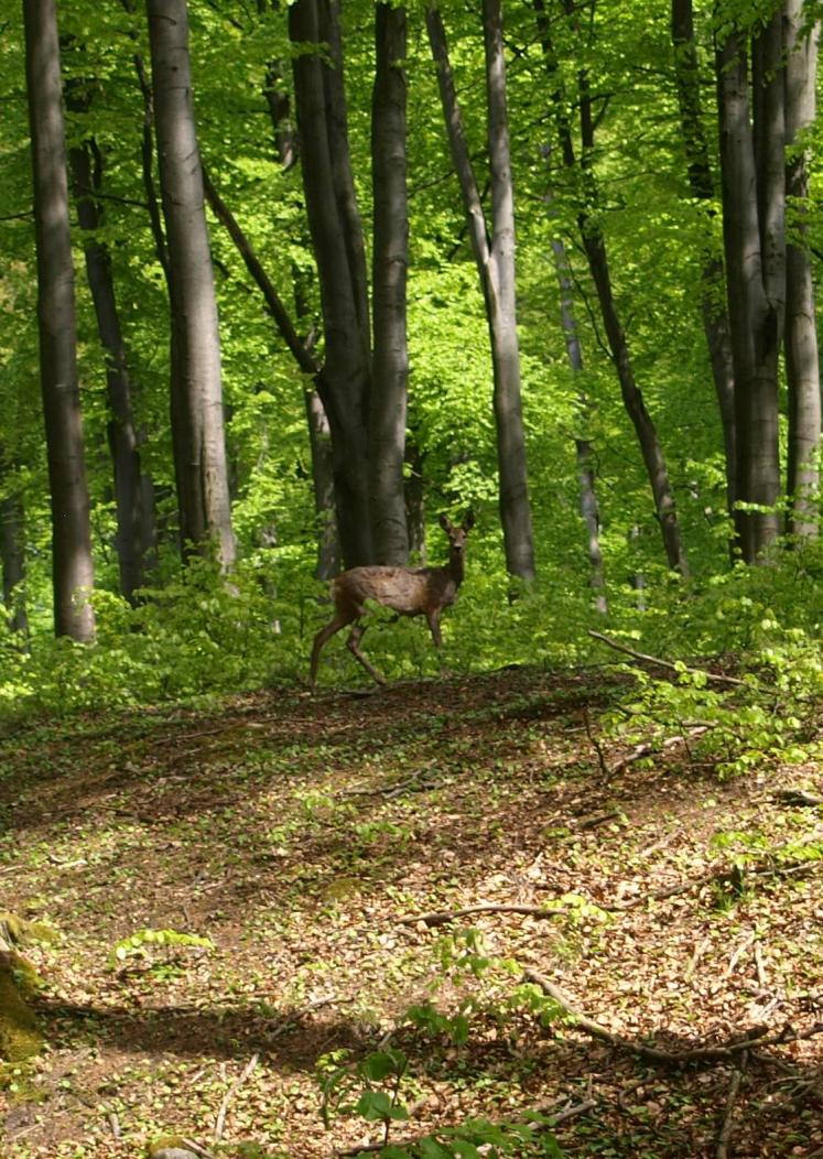 Na obszarze występuje 236 gatunków zwierząt, z czego 168 zostało objętych ochroną gatunkową.