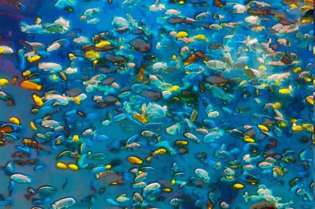 Fish coloration - Mel - skin - stress Main players: MCH - melanin concentrating