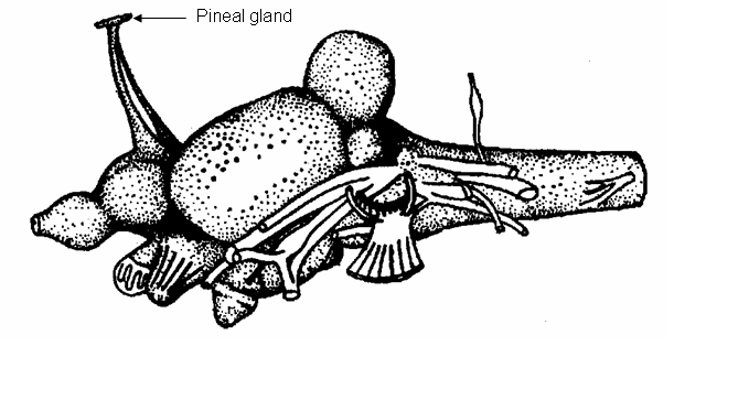 MEL Pineal Telencephalon Optic tectum Cerebellum