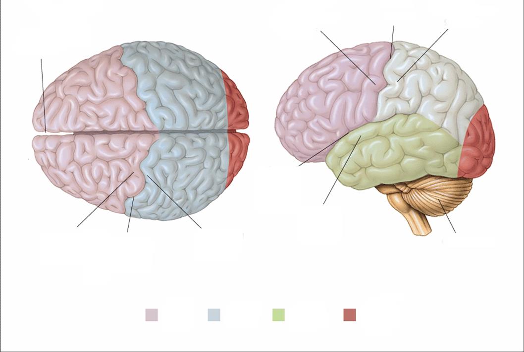 Półkule mózgowe Szczelina podłużna mózgu Zakręt przedśrodkowy Bruzda środkowa Zakręt zaśrodkowy Bruzda boczna Zakręt
