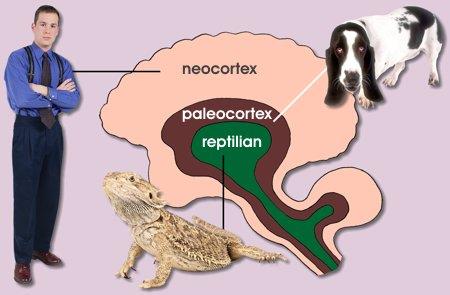 Stary płaszcz (Archipallium): Rozwój filogenetyczny kory - Paleocortex (kora dawna): ogranicza się do kory węchowej. - Archicortex (kora stara): kora związana z układem limbicznym.