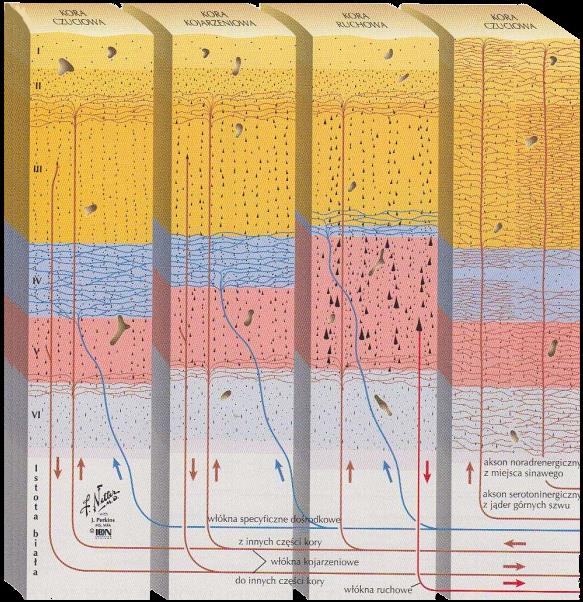 Warstwy kory nowej Główne projekcje docierające do kory pochodzą ze wzgórza. warstwy ziarniste (recepcyjne): II - odbiera impulsy z innych okolic kory, IV - impulsy z promienistości wzgórza w.