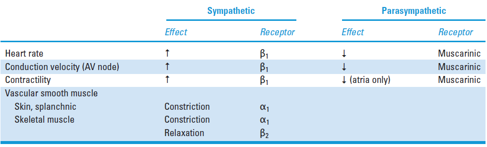 autonomic