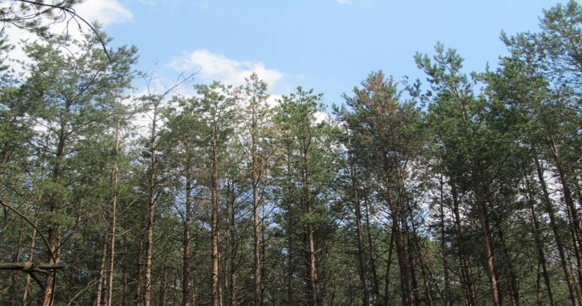 EWOLUCJA ZAGROŻEŃ LASU Zmiany zagrożeń lasu powodowanych przez patogeny grzybowe