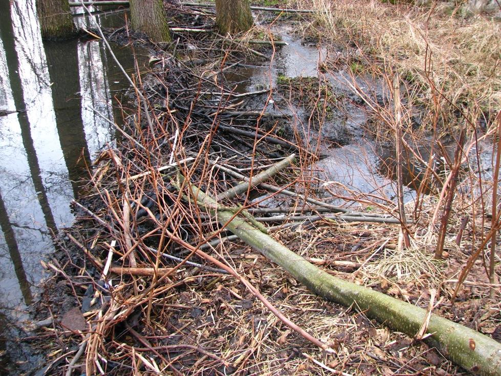 7.8 Rozbiórka lub modyfikacja tam bobrowych oraz zasypywanie nor bobrów w brzegach śródlądowych wód powierzchniowych Likwidacja winna obejmować wybrane, stwarzające szczególne niebezpieczeństwo