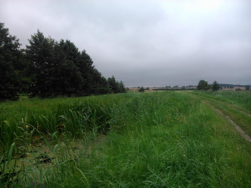 Fot. 9 Kanał zarośnięty roślinnością wodną w stopniu uzasadniającym odcinkowe przeprowadzenie prac utrzymaniowych obejmujących wykaszanie brzegów oraz usuwanie roślin pływających i korzeniących się w