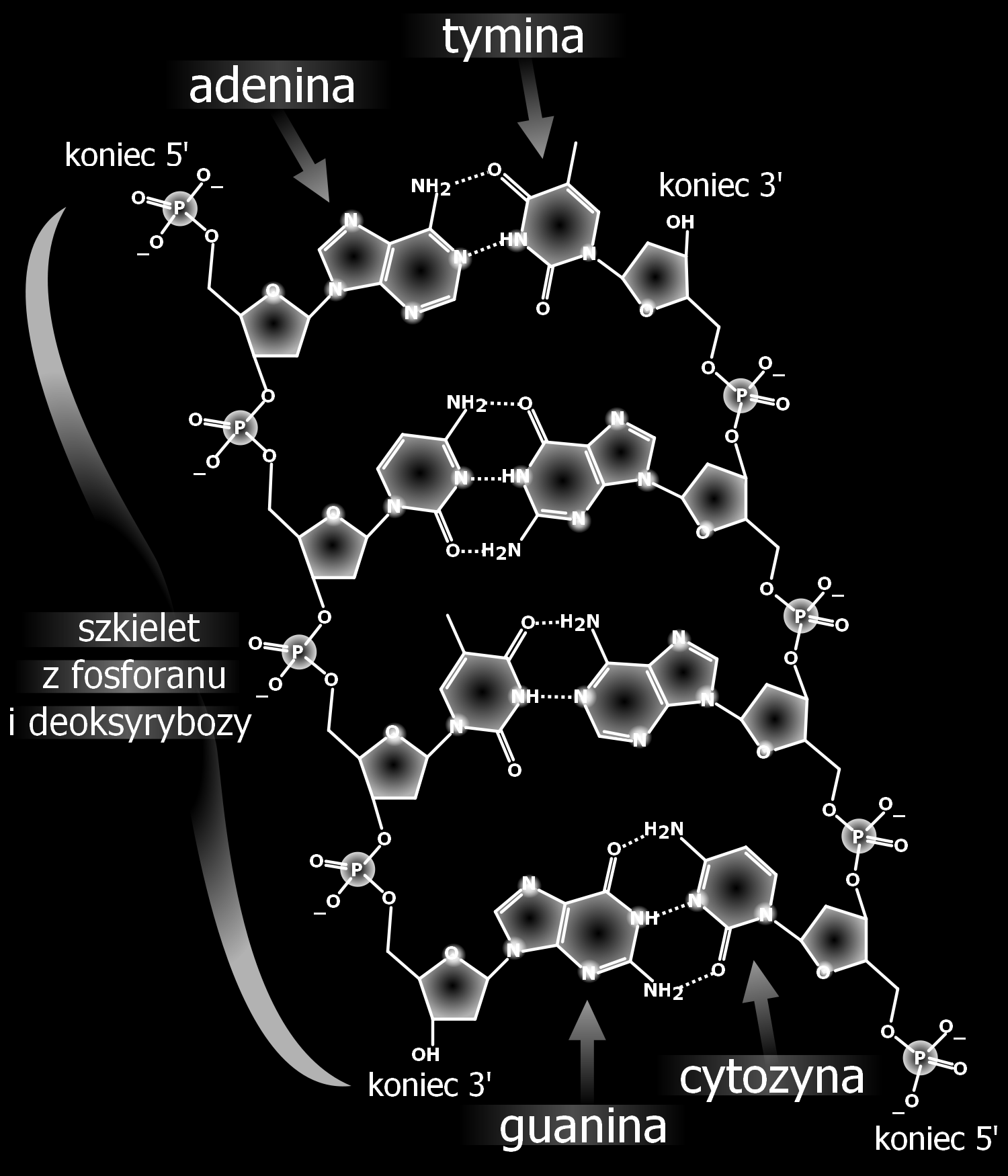 Rozdział 2. Podstawowe zagadnienia biologii molekularnej 8 antyrównoległe. Schemat struktury DNA prezentuje Rysunek 2.2. Drugim typem kwasów nukleinowych są kwasy rybonukleinowe (RNA).