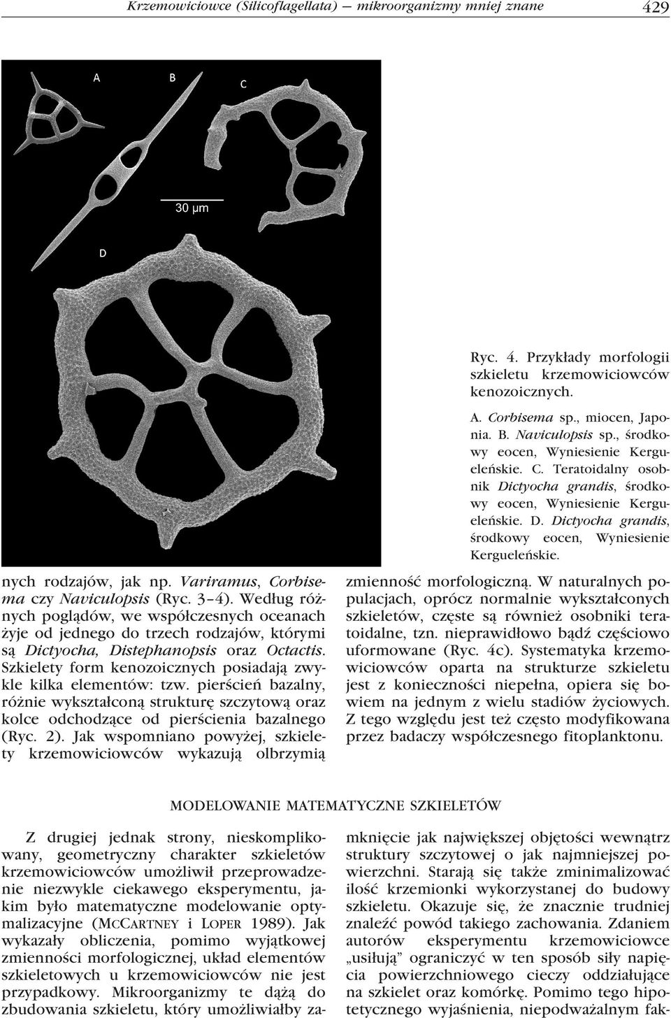 Variramus, Corbisema czy Naviculopsis (Ryc. 3 4). Według różnych poglądów, we współczesnych oceanach żyje od jednego do trzech rodzajów, którymi są Dictyocha, Distephanopsis oraz Octactis.