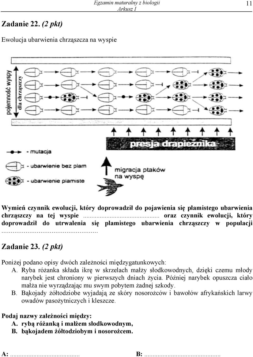 .. oraz czynnik ewolucji, który doprowadził do utrwalenia się plamistego ubarwienia chrząszczy w populacji... Zadanie 23. (2 pkt) Poniżej podano opisy dwóch zależności międzygatunkowych: A.