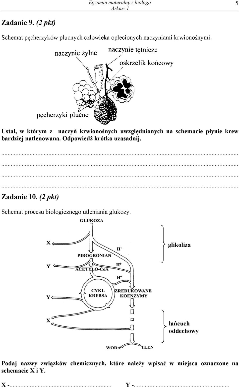 Ustal, w którym z naczyń krwionośnych uwzględnionych na schemacie płynie krew bardziej natlenowana.