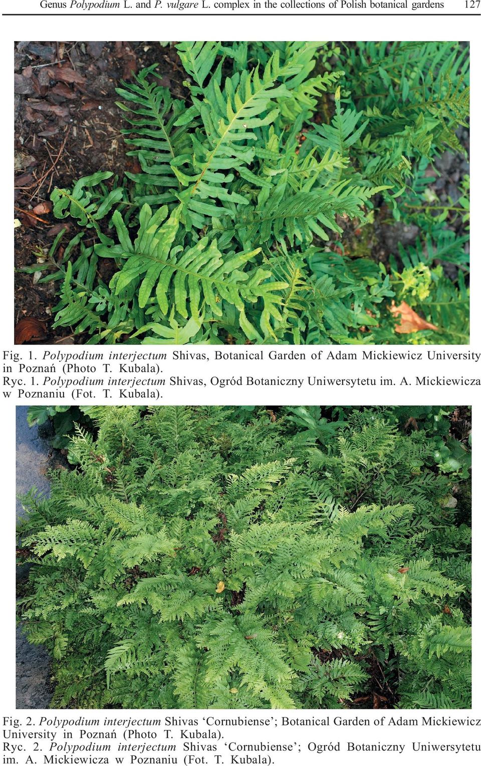 A. Mickiewicza w Poznaniu (Fot. T. Kubala). Fig. 2.