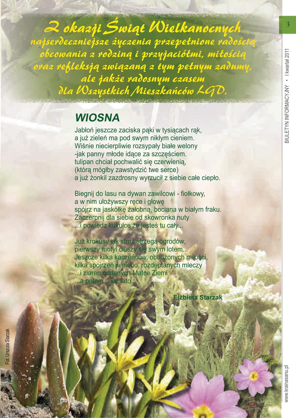Wiśnie niecierpliwie rozsypały białe welony -jak panny młode idące za szczęściem.