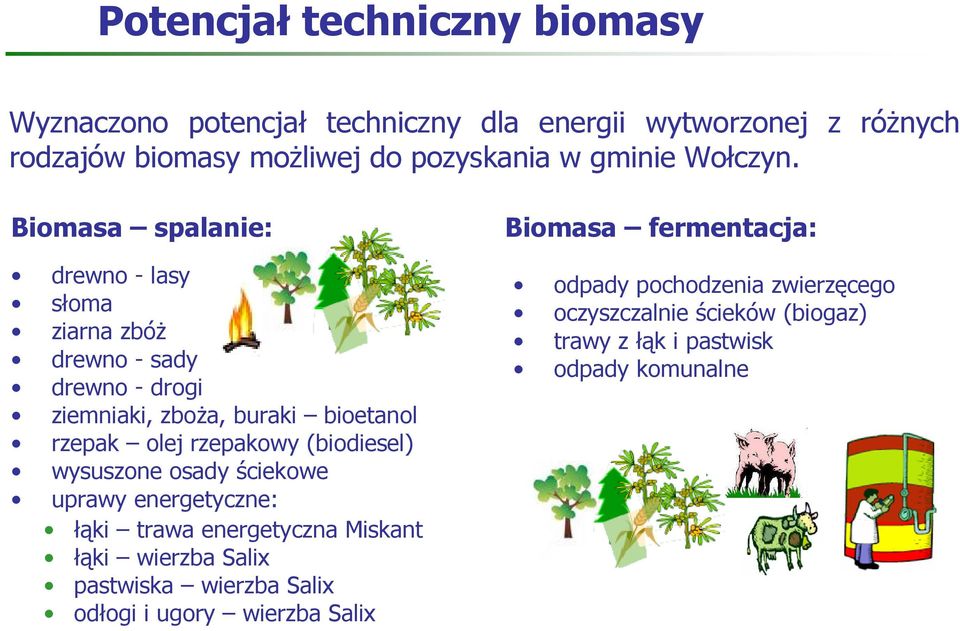 Biomasa spalanie: drewno - lasy słoma ziarna zbóŝ drewno - sady drewno - drogi ziemniaki, zboŝa, buraki bioetanol rzepak olej rzepakowy