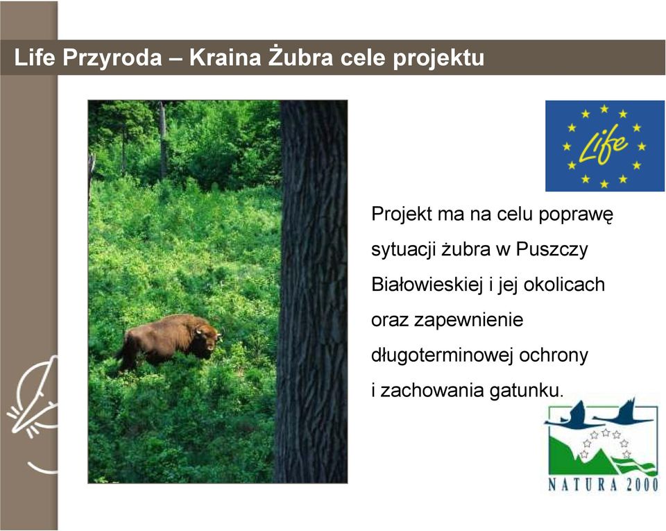 Puszczy Białowieskiej i jej okolicach oraz