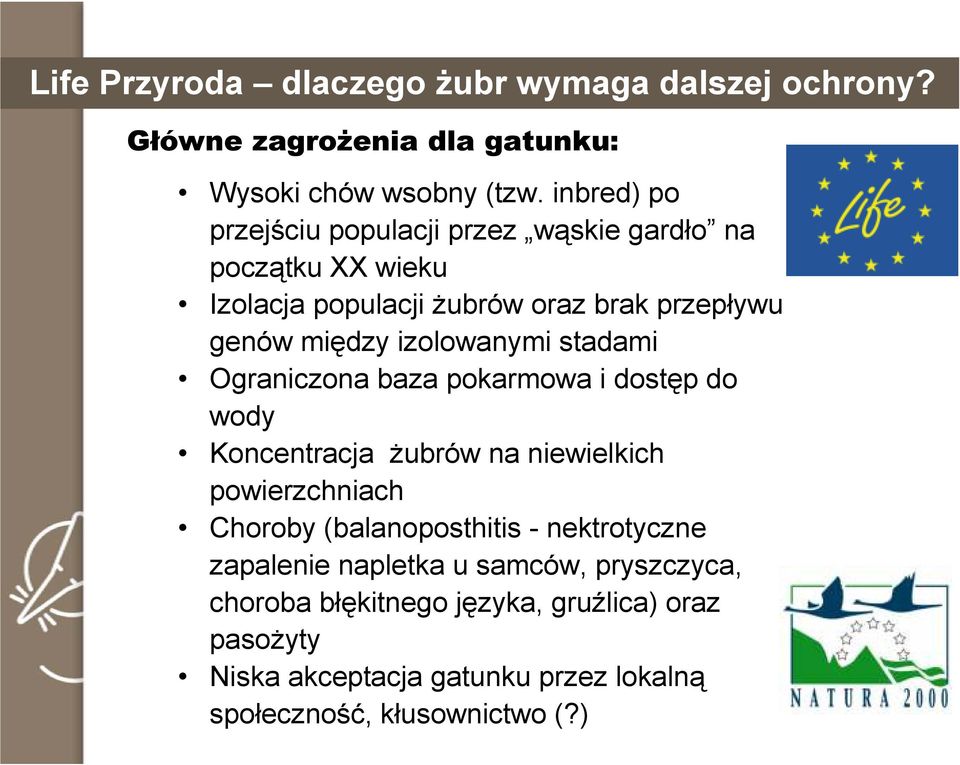 izolowanymi stadami Ograniczona baza pokarmowa i dostęp do wody Koncentracja Ŝubrów na niewielkich powierzchniach Choroby (balanoposthitis