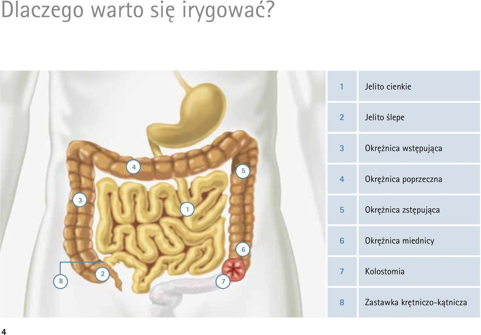 wstępująca 4 Okrężnica poprzeczna 3 1 5 Okrężnica