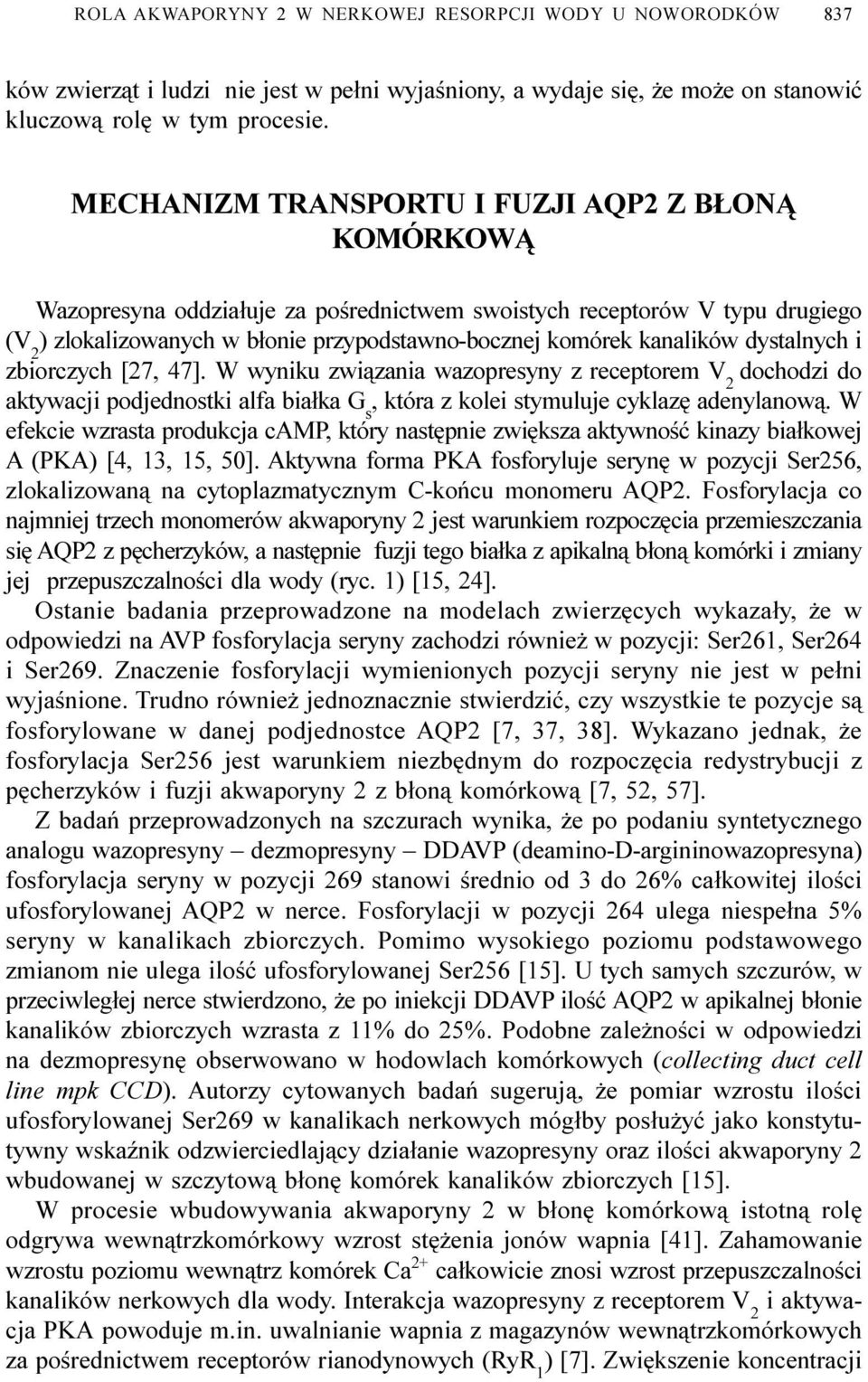 dystalnych i zbiorczych [27, 47]. W wyniku zwi¹zania wazopresyny z receptorem V 2 dochodzi do aktywacji podjednostki alfa bia³ka G s, która z kolei stymuluje cyklazê adenylanow¹.