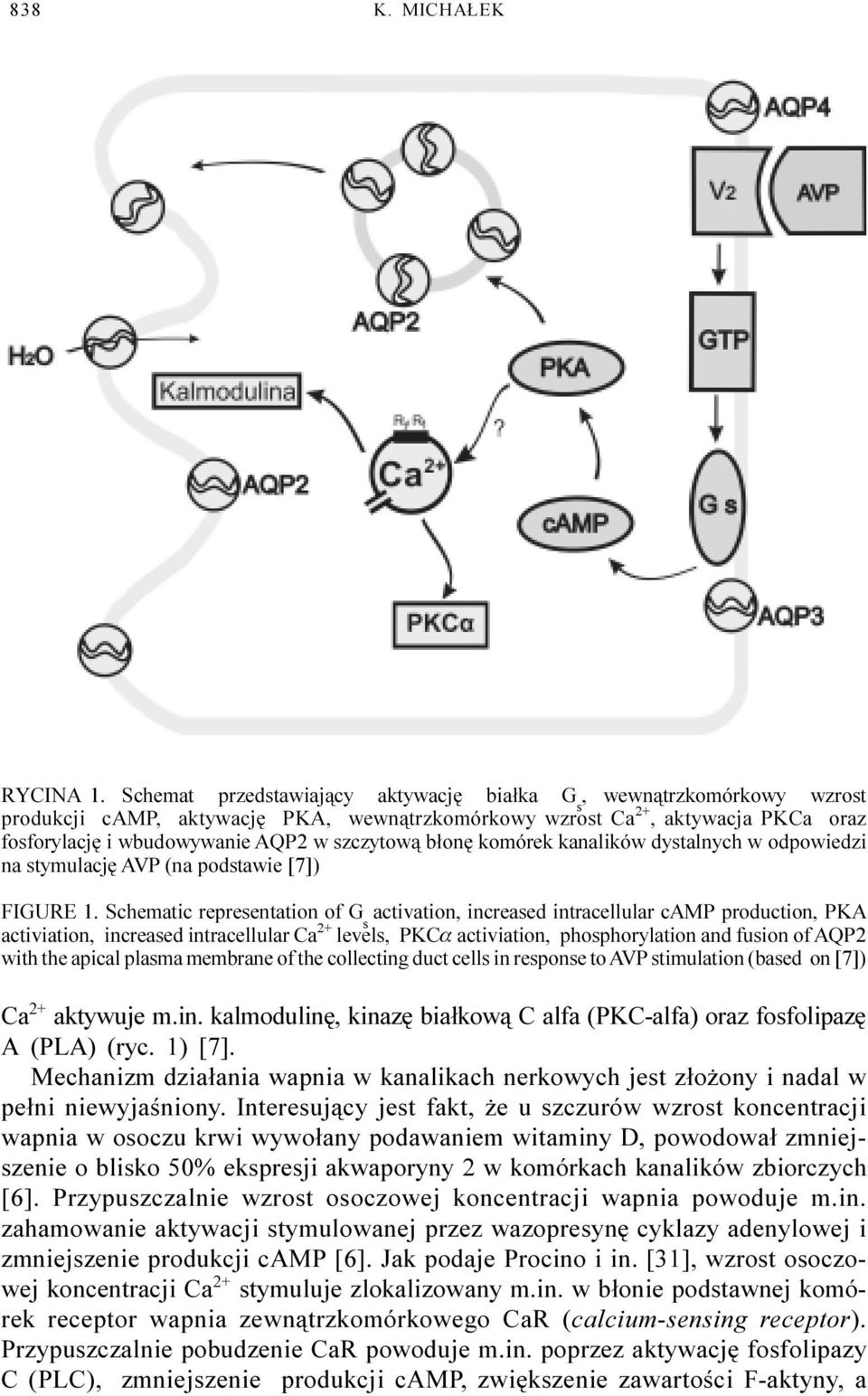 b³onê komórek kanalików dystalnych w odpowiedzi na stymulacjê AVP (na podstawie [7]) FIGURE 1.