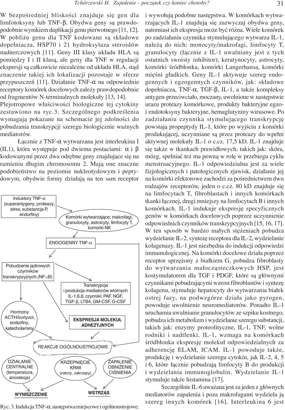 Geny III klasy uk³adu HLA s¹ pomiêdzy I i II klas¹, ale geny dla TNF w regulacji ekspresji s¹ ca³kowicie niezale ne od uk³adu HLA, st¹d znaczenie takiej ich lokalizacji pozostaje w sferze