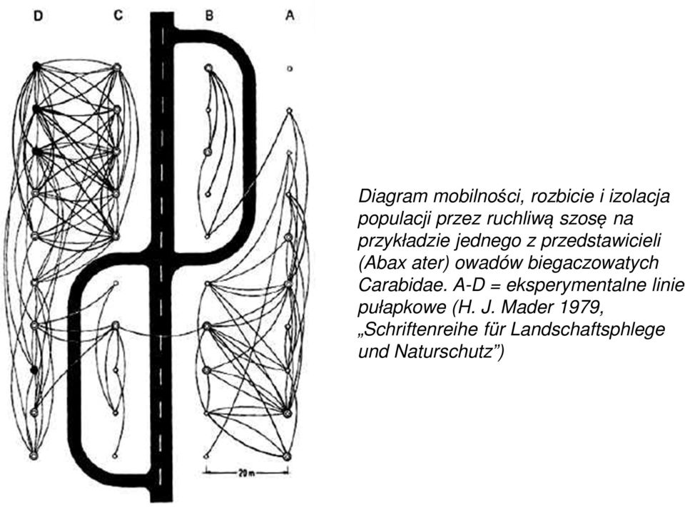 biegaczowatych Carabidae. A-D = eksperymentalne linie pułapkowe (H.