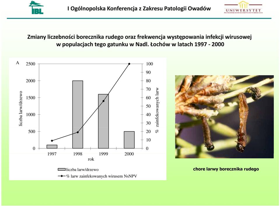 Łochów w latach 1997 2000 A liczba larw/dr rzewo 2500 2000 1500 1000 500 0 1997 1998 1999