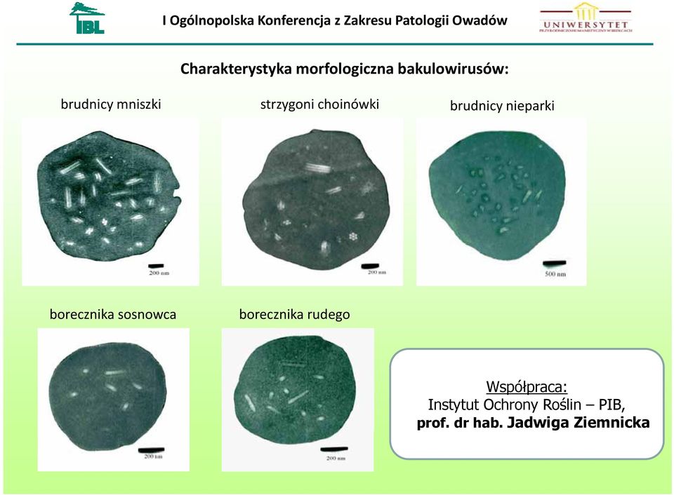 nieparki borecznika sosnowca borecznika rudego