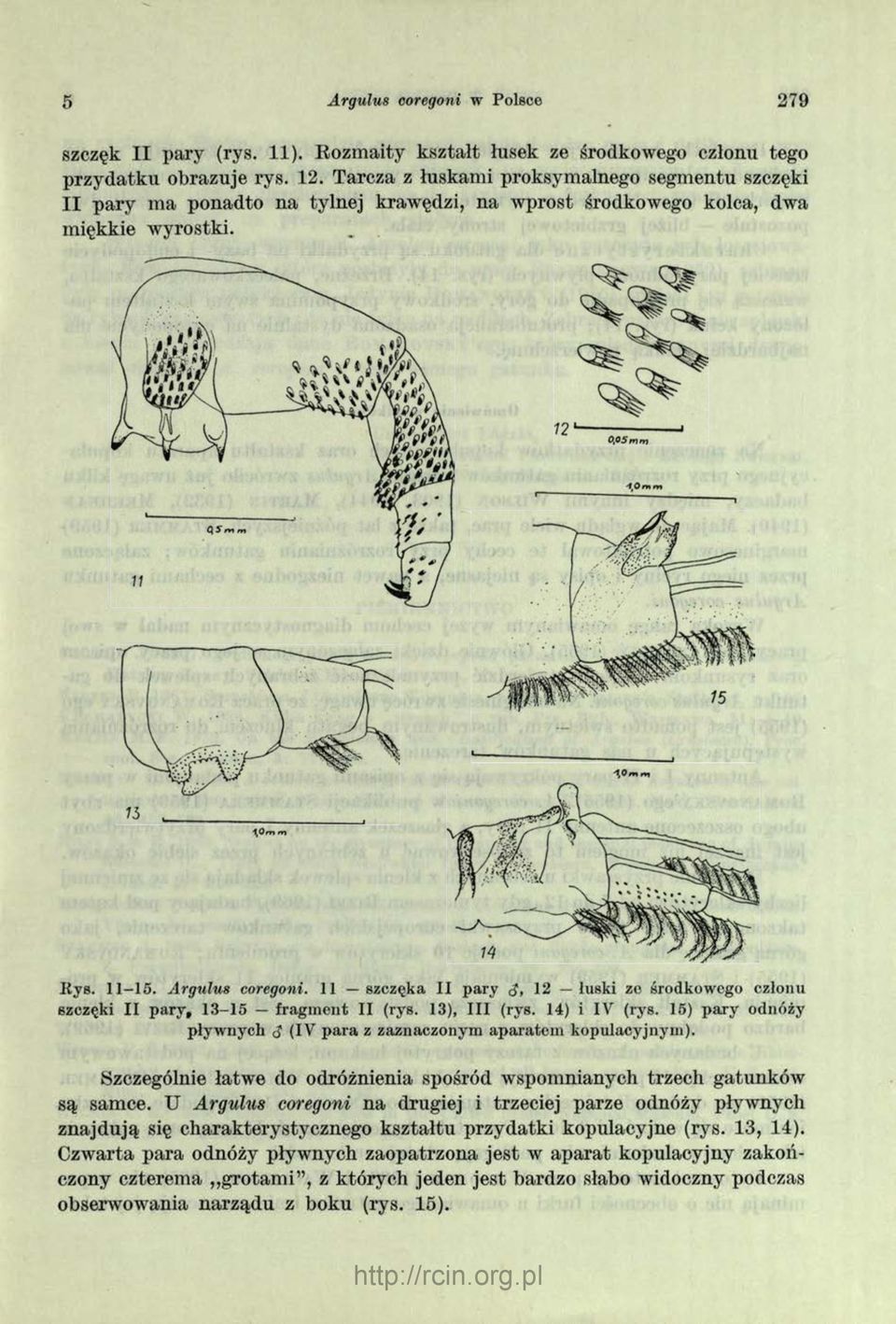 11 szczęka II pary (J, 12 łuski ze środkowego członu szczęki II pary, 13-15 fragment II (rys. 13), III (rys. 14) i IV (rys. 15) pary odnóży pływnych S (IV para z zaznaczonym aparatem kopulacyjnym).