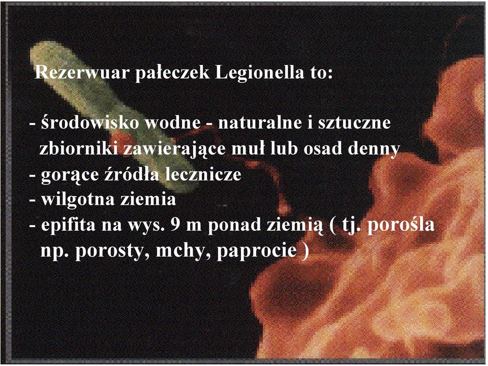 denny - gorące źródła lecznicze - wilgotna ziemia - epifita