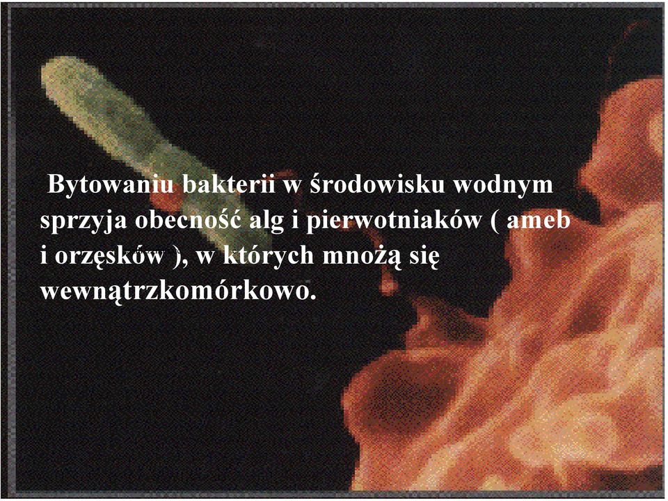 ameb ąąałłłżżżńńńćcć ć i orzęsków ), w